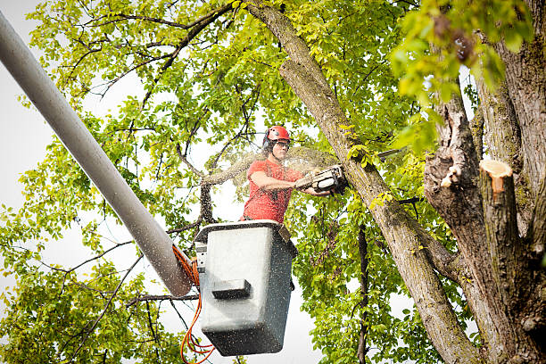 Linden, TN Tree Service Company